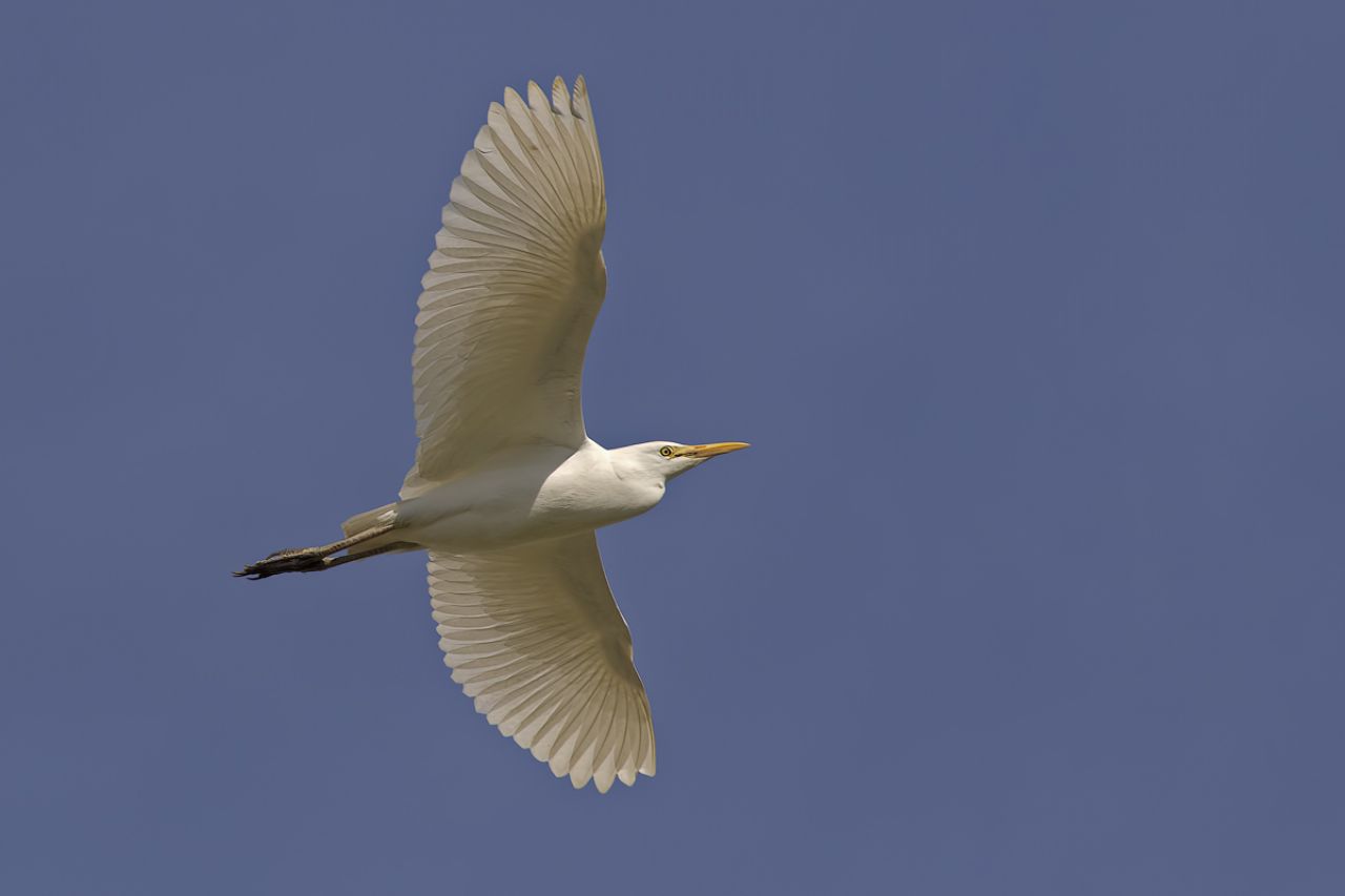 Airone guardabuoi (Bubulcus ibis)